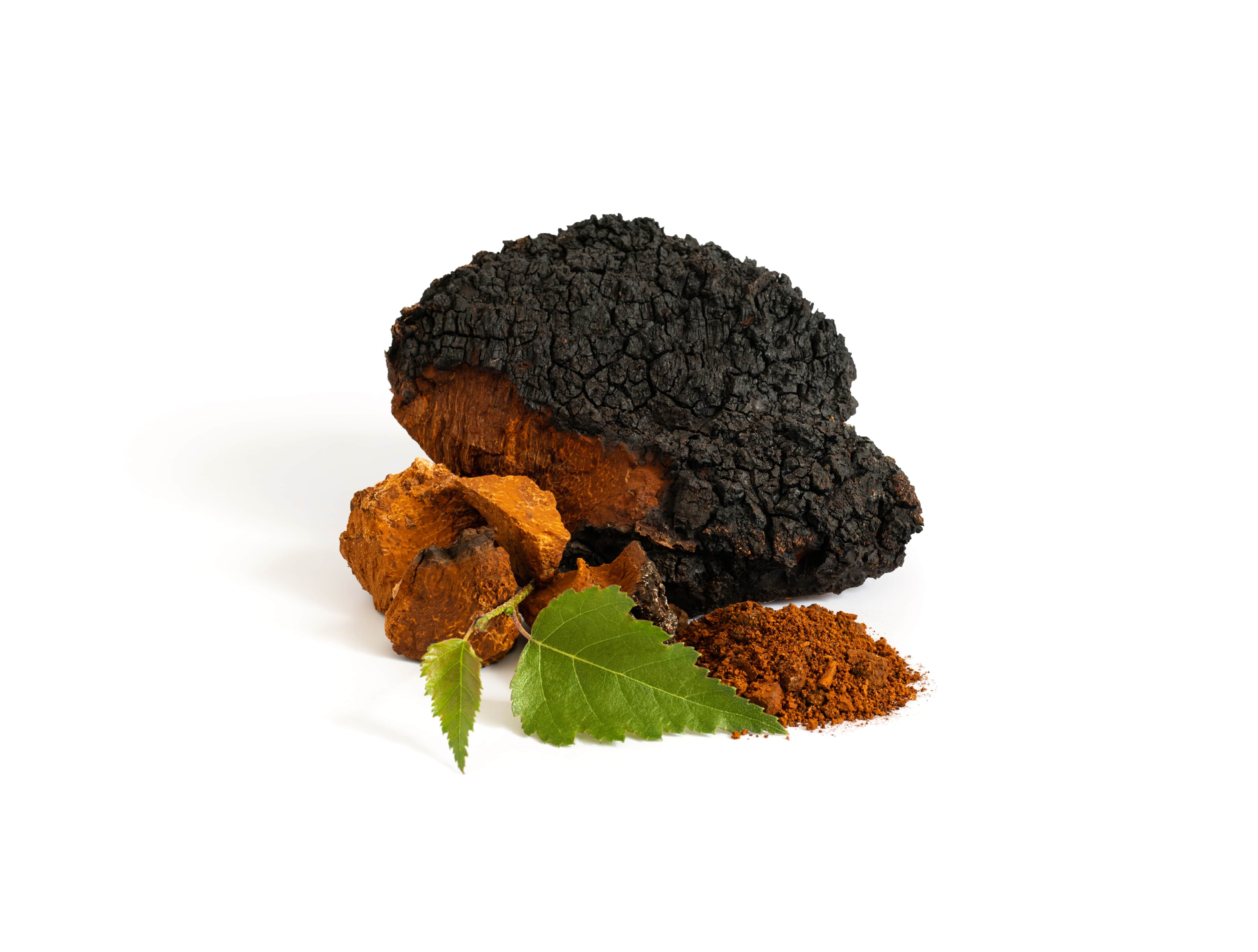 chaga 2